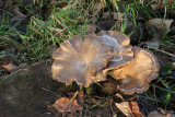 IMG_6787.JPG