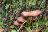 IMG_6849.JPG