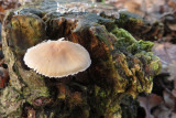 IMG_7222.JPG