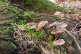 IMG_7232.JPG