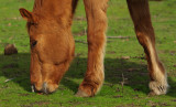 the horse with two legs