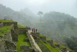 fog easing