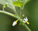 American Nightshade