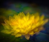 Natural Abstractions
