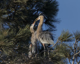 Great Blue Heron Rookery San Diego._W7A4048.jpg