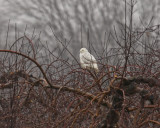 Snowy Owl._W7A7429.jpg