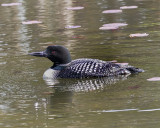 Common_Loon._W7A2099.jpg