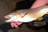 BrownTrout160.jpg