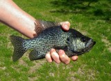 Crappie1.jpg