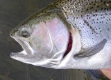 Steelhead235.jpg