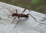 RedheadedAshBorer2.jpg