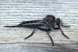 Robberfly81.jpg
