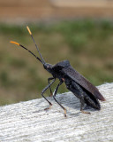 AcanthocephalaTerminalis1.jpg