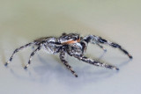 GrayWallJumpingSpider15.jpg