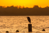 Blauwe reiger