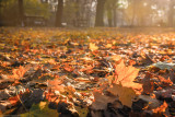 20181109-402-Edit.jpg