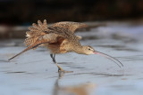 Long-billed Curlew