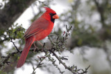 Northern Cardinal