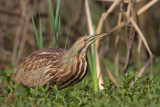 American Bittern