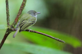 Northern Bentbill