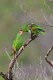 White-fronted Parrot