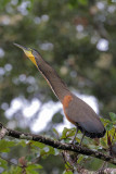 Bare-throated Tiger-Heron