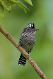 Barred Antshrike