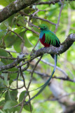 Resplendent Quetzal