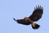 Harris's Hawk