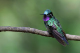 Purple-throated Mountain-gem