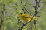 Wilson's Warbler