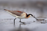 Wilson's Phalarope