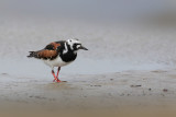 Ruddy Turnstone