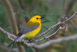 Prothonotary Warbler