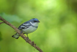 Cerulean Warbler