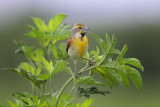 Dickcissel