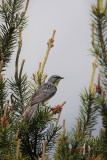 Kirtlands Warbler