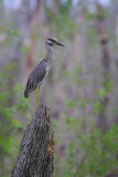 Yellow-crowned Night Heron