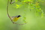 Common Yellowthroat