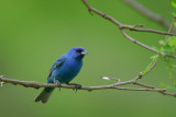 Indigo Bunting