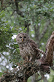 Barred Owl