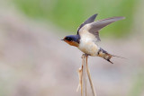 Barn Swallow