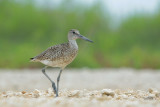 Willet