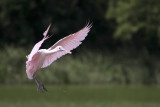 Roseate Spoonbill