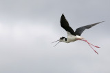 Black-necked Stilt