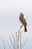 Dickcissel