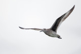 Willet