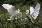 Great Egret