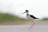 Black-necked Stilt