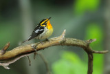 Blackburnian Warbler